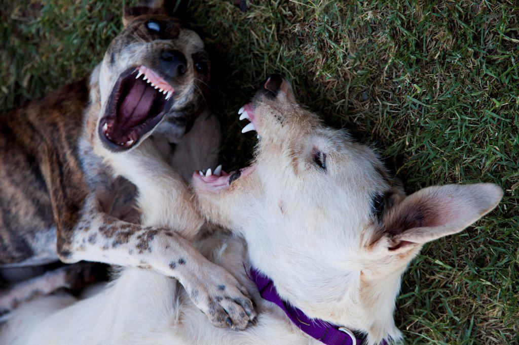 TWO DOGS FIGHTING