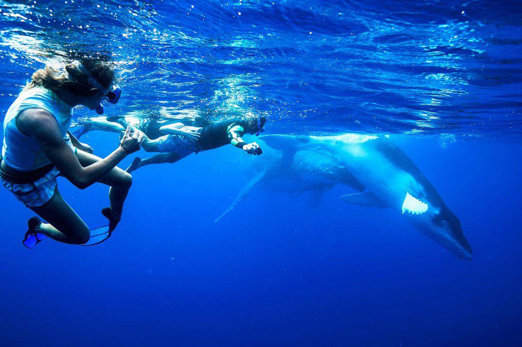 TOURISTS SWIMMING WITH HUMPBACK WHALES
