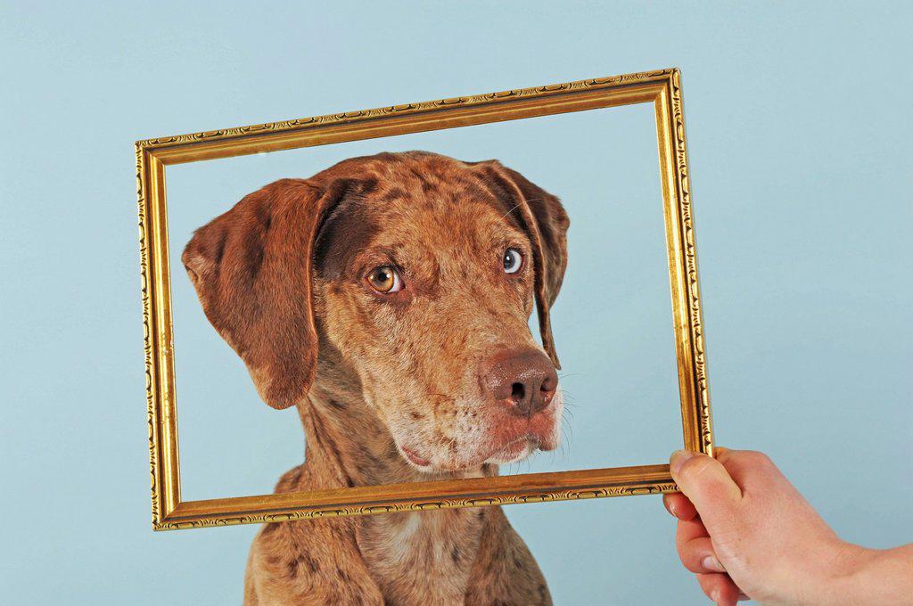 CATAHOULA LEOPARD DOG, RED MERLE, LOOKING THROUGH PICTURE FRAME