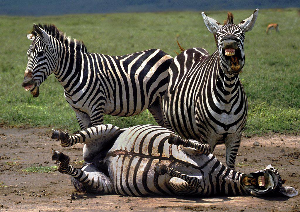 LAUGHING ZEBRAS