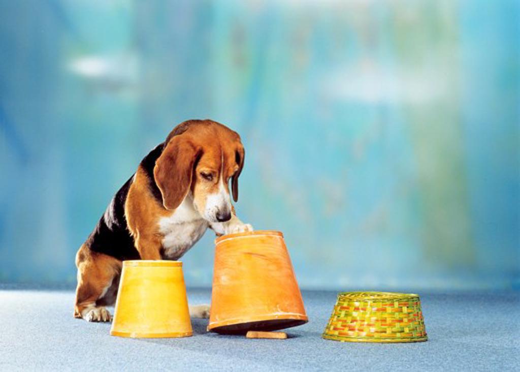 INTELLIGENCE TEST PART TWO : DOG KNOCKING OVER THE BUCKET AND FINDING THE DOG BISCUIT