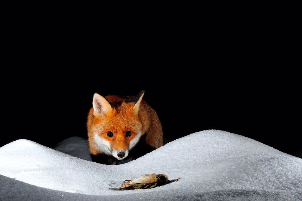 RED FOX AND DEAD FINCH IN SNOW